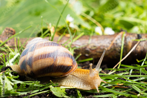 Helix pomatia snail leisurely crawls on the grass.