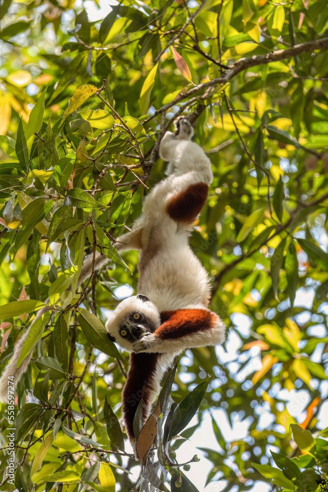 Fototapeta premium Beautiful Coquerel's sifaka lemur, (Propithecus coquereli). Endangered endemic animal hanged on tree and feeding in natural habitat. Reserve Peyrieras Madagascar Exotic, Madagascar wildlife animal.