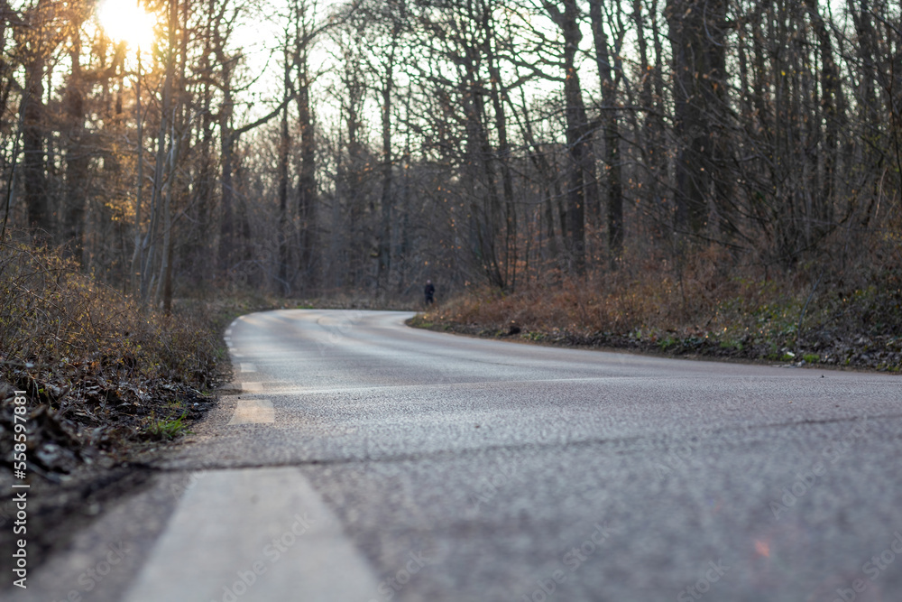 Fototapeta premium road in the woods