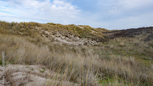 Sand dune with grasses in oostkapelle, walcheren, netherlands, in winter