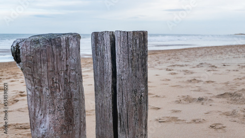 groynes on sandy beach by the sea made of weathered wooden piles in the weak morning sun in winter