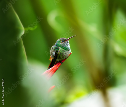 Rufous-Tailed Hummingbird (Amazilia Tzacatl) in Costa Rica photo