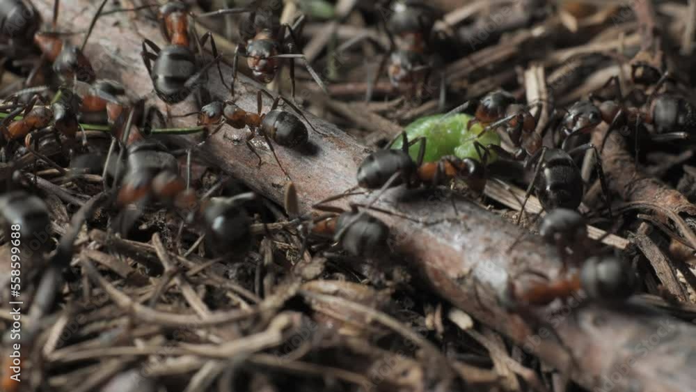 The ants drag the caterpillar into the anthill The ants drag the caterpillar into the anthill