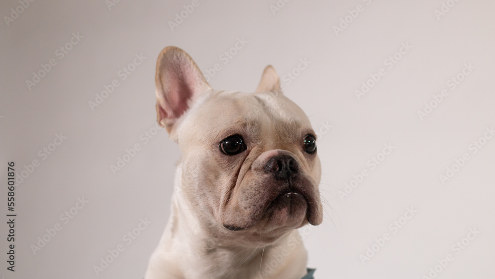 Portrait of young French Bulldog. The dog looking to its owner.