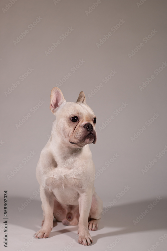Full portrait of young French Bulldog. The dog looking to its owner. Full portrait of young French Bulldog. The dog looking to its owner.
