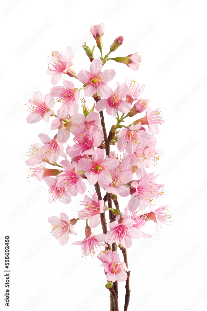 Branch of Pink cherry blossom sakura flowers isolated white background