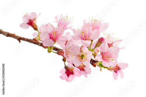 Fototapete Bud of cherry blossom, sakura flower isolated white background