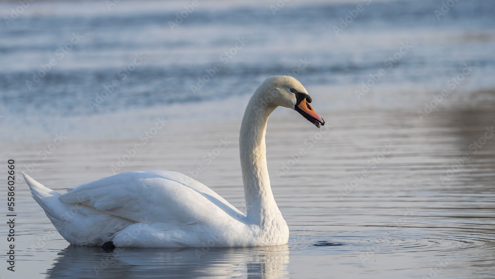 Mute Swan (Cygnus olor) at sunset in wintertime. Mute Swan (Cygnus olor) at sunset in wintertime.