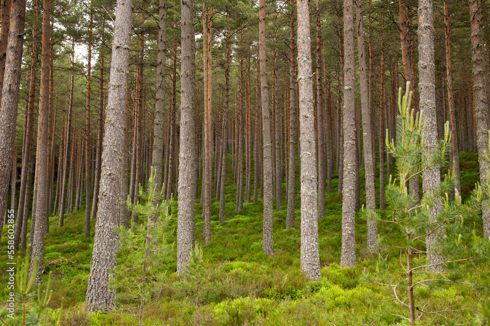Scottish Pine Woodland in Summer