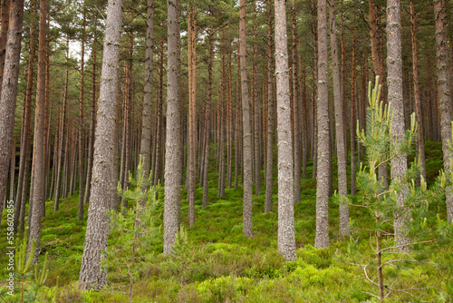 Fototapeta Naklejka Na Ścianę i Meble -  Scottish Pine Woodland in Summer