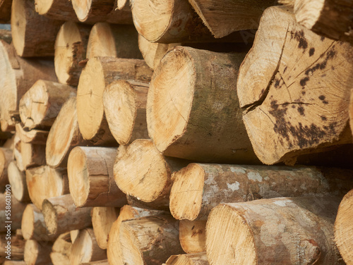 A close up shot of a stack of mangrove woods. It is used for charcoal making.