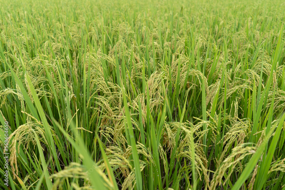 Green Terraced Rice Field. rice is growing in the field background Green Terraced Rice Field. rice is growing in the field background