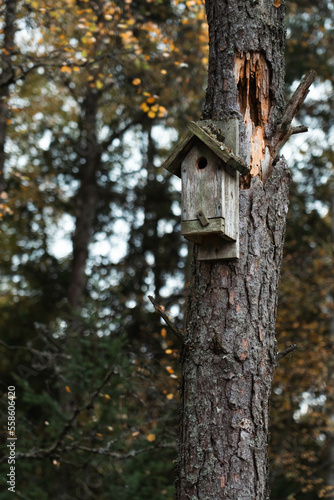 Cute birdhouse in a tree. Wooden shelter for forest birds. Respect for nature and stop hunting.