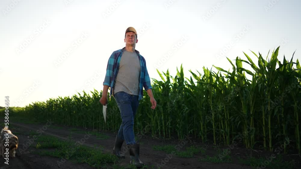 Agriculture concept.Farmer with shovel and tablet walking through maize field.Green field of corn in rays of sun.Harvest of corn on fertile soil.Farmer in rubber boots with dog walk along rural road Agriculture concept.Farmer with shovel and tablet walking through maize field.Green field of corn in rays of sun.Harvest of corn on fertile soil.Farmer in rubber boots with dog walk along rural road