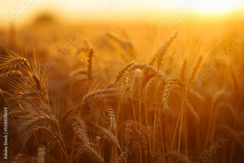 Gold wheat field at sunset. Growth nature harvest. Agriculture farm.