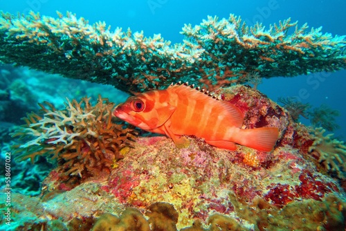 Tropical coral reef scene with red blacktip grouper resting under the table coral.