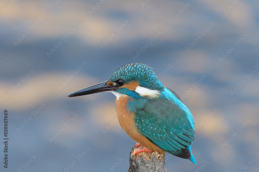 Obraz premium 長いくちばしのカワセミ