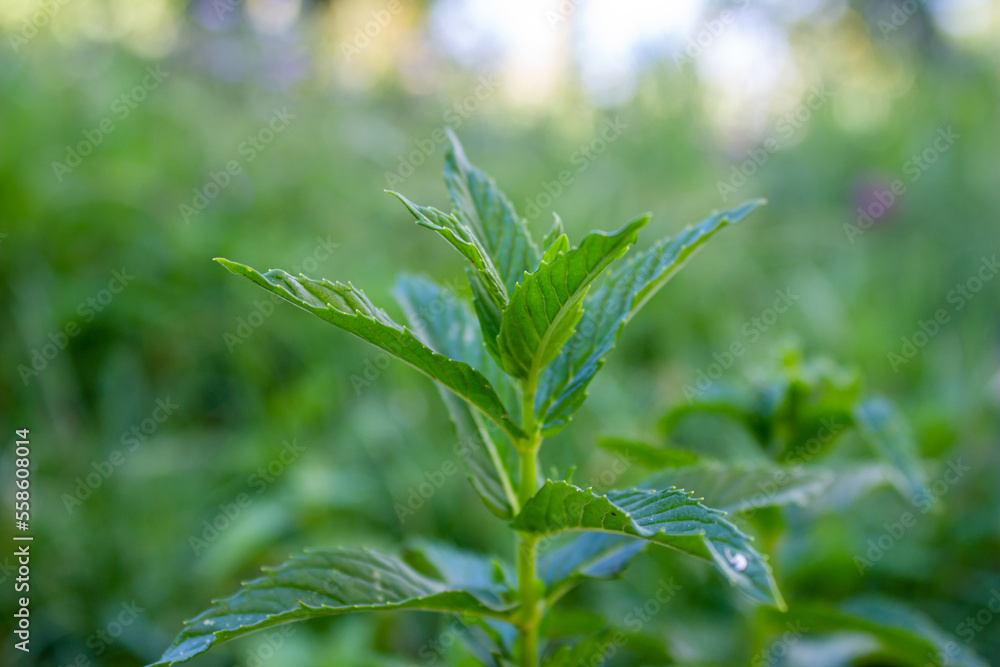 Fresh mint plant in a garden.