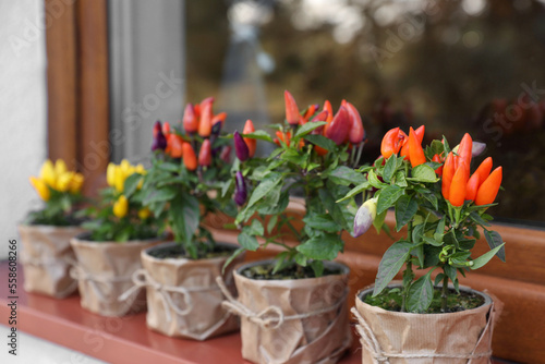 Capsicum Annuum plants. Many potted multicolor Chili Peppers near window outdoors  space for text