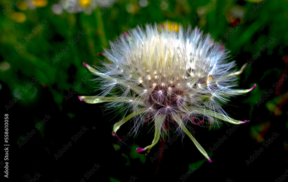 Dandelion seeds on stalks ready for the wind and flight Dandelion seeds on stalks ready for the wind and flight