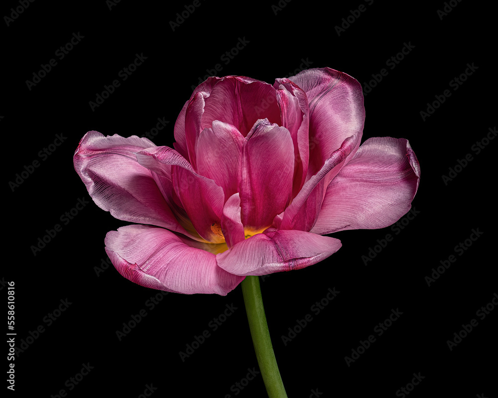 Red-purple blooming tulip with green stem isolated on black background. Studio close-up shot. Red-purple blooming tulip with green stem isolated on black background. Studio close-up shot.