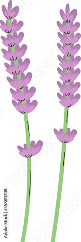 lavender flower plant floral decoration clipart