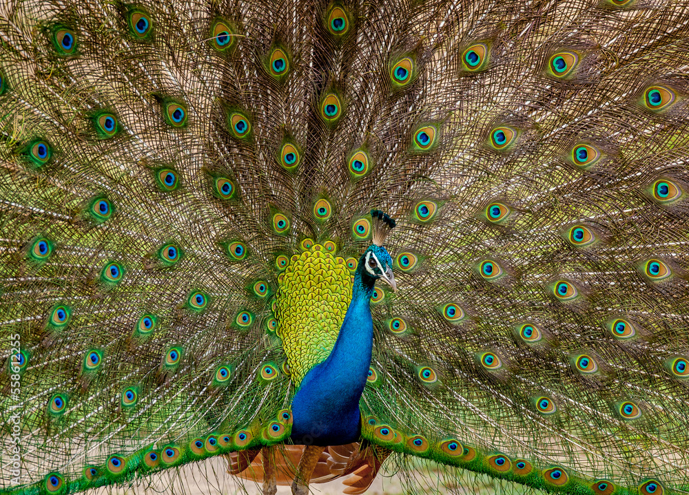 Obraz premium Portrait of a peacock (Pavo cristatus) on the background of his tail. Sri Lanka. Yala National park