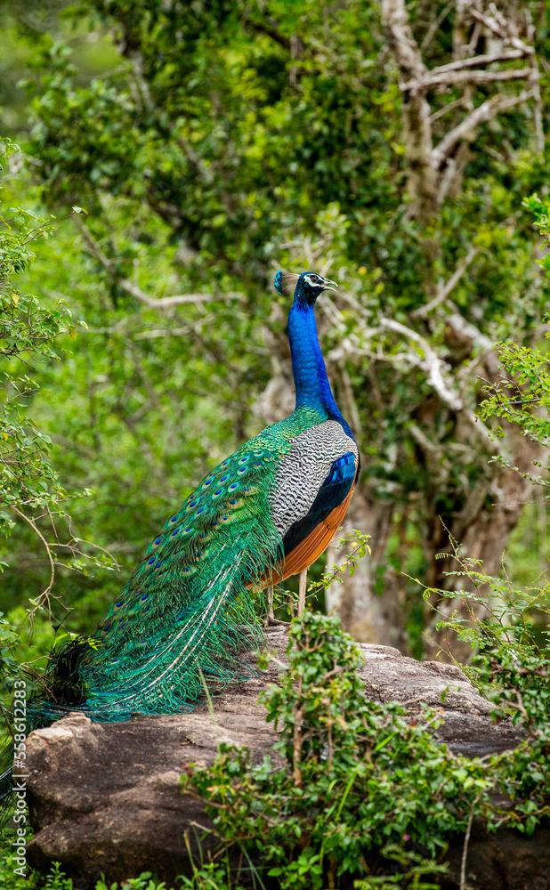 Peacock (Pavo cristatus) is sitting on a stone. Sri Lanka. Yala National park Peacock (Pavo cristatus) is sitting on a stone. Sri Lanka. Yala National park