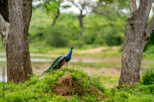 Peacock (Pavo cristatus) in Yala National Park. Sri Lanka.