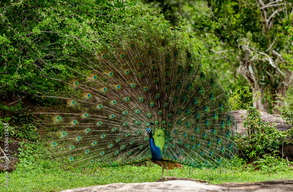 Obraz premium Peacock (Pavo cristatus) with a spread tail stands on a stone in the background of the jungle. Sri Lanka. Yala National park
