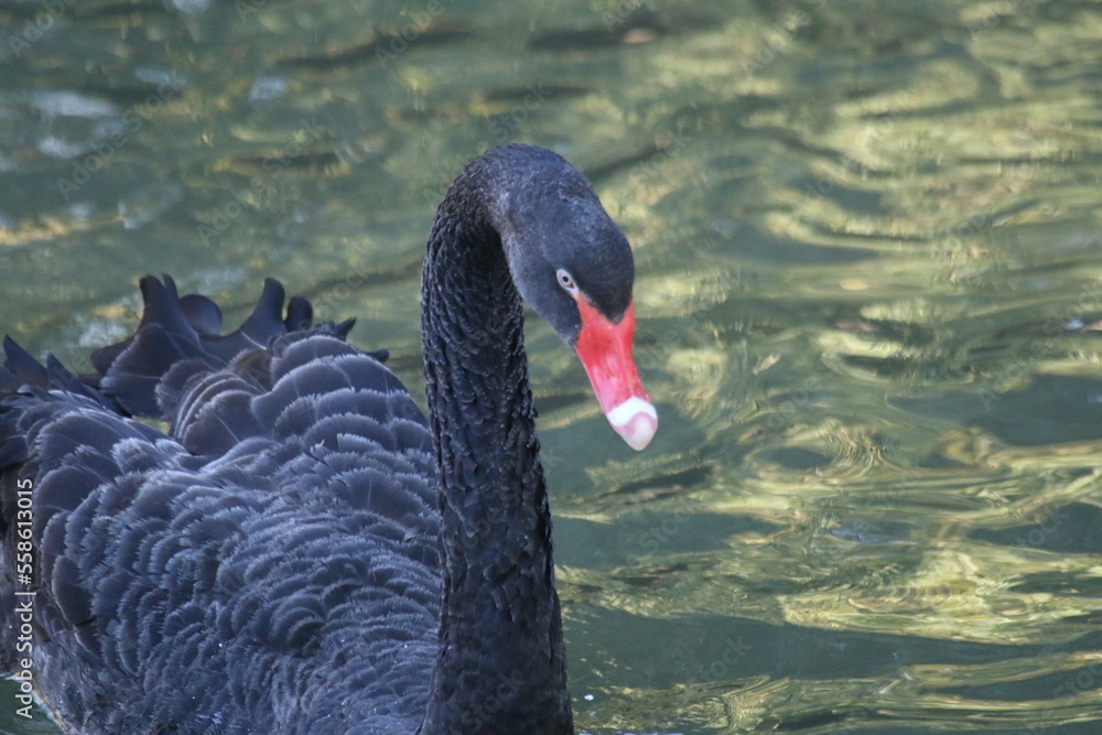 Fototapeta premium Schwarzer Schwan