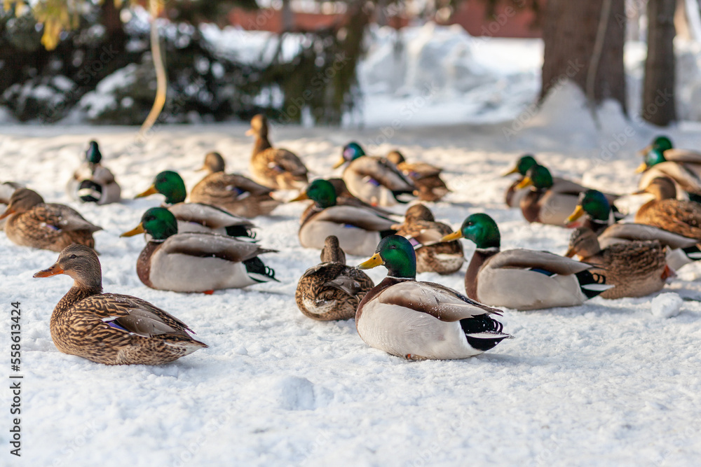 Fototapeta premium Ducks in a winter public park. Duck birds are standing or sitting in the snow. Migration of birds. Ducks and pigeons in the park are waiting for food from people.