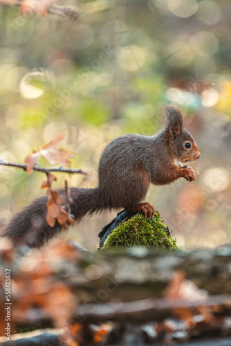 squirrel in the forest