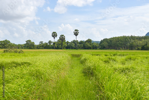 Green rice fields and palm trees on a beautiful farm in Thailand