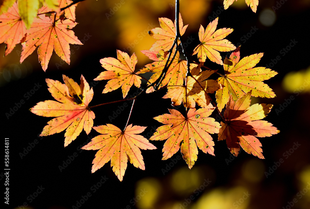 Close up autumn maple leaves in Yokoya valley Close up autumn maple leaves in Yokoya valley