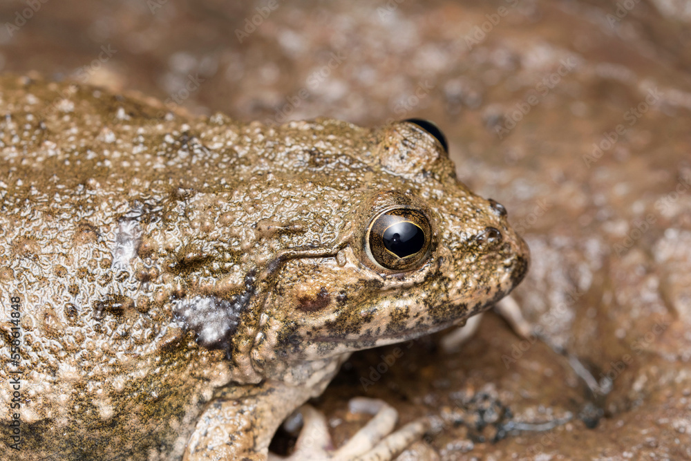 Dicroglossid frog, Euphlyctis cyanophlyctis, Satara, Maharashtra, India Dicroglossid frog, Euphlyctis cyanophlyctis, Satara, Maharashtra, India
