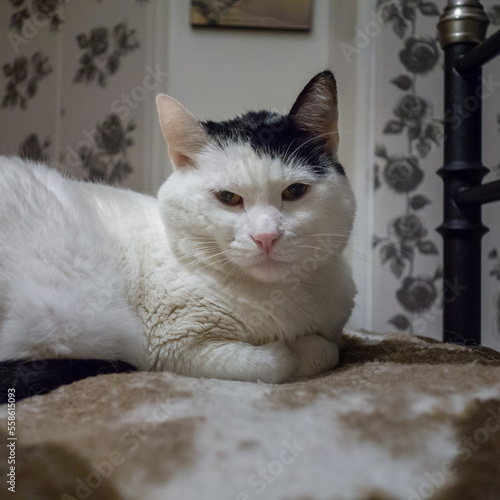 white cat with black spots lying on bed