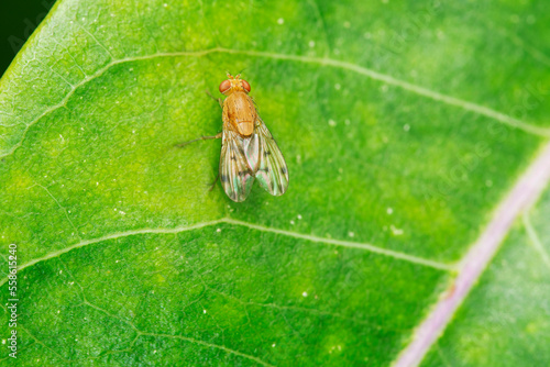 Canvas-taulu Fruitfly,  Drosophila suzukii Satara, Maharashtra, India