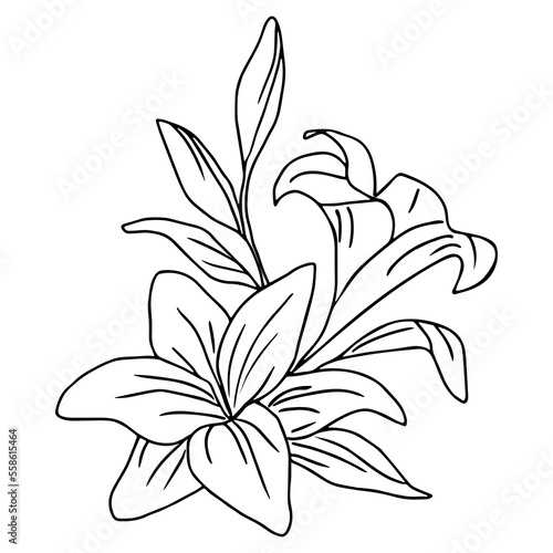 One line flower. Vector lily. Mono-line illustration. Vector illustration. 