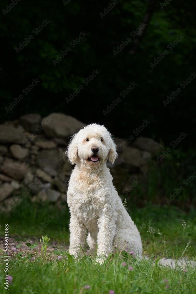Designerhund, schöner weißer Labradoodel am Waldrand Designerhund, schöner weißer Labradoodel am Waldrand