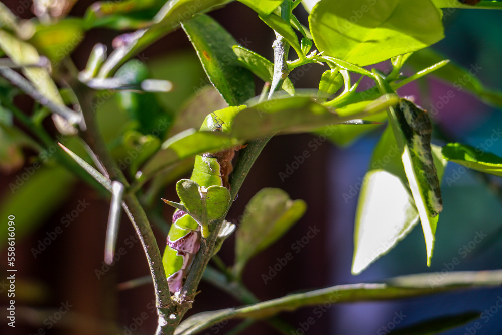 Beautiful butterfly in green nature. Asias wildlife Beautiful butterfly in green nature. Asias wildlife