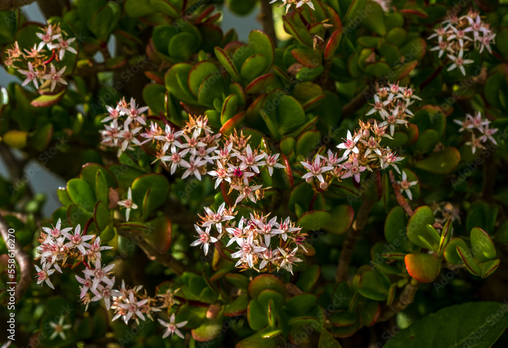 Crassula ovata - Jade plant, Lucky plant, Money plant or Money tree, is a succulent plant with small pink-white flowers Crassula ovata - Jade plant, Lucky plant, Money plant or Money tree, is a succulent plant with small pink-white flowers