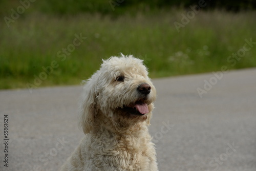 Designerhund, schöner weißer Labradoodel am Waldrand © Grubärin