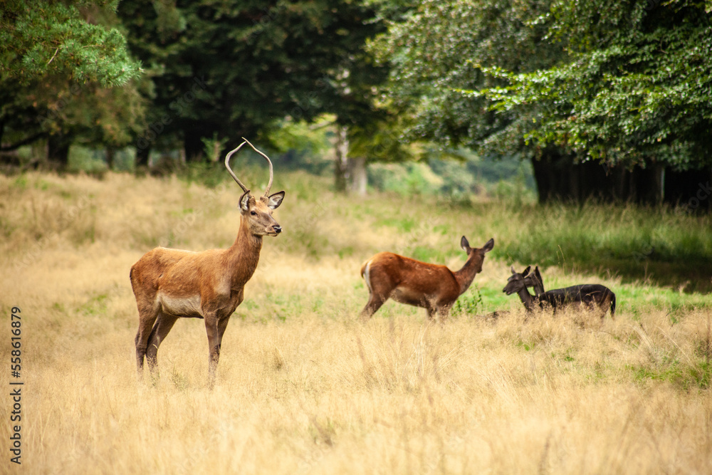 Fototapeta premium deer in the middle of nature, walking in the woods, in the woods of holland