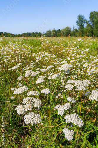 Fototapeta Naklejka Na Ścianę i Meble -  White Achillea Pannonica flowers in a field in the Mirovets park of Kiev, Ukraine, under the sun