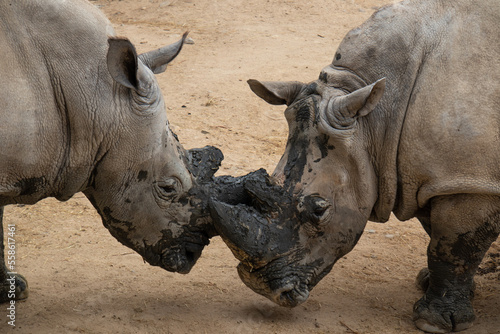 Close up of a fight between two rhinos