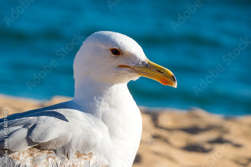 Portrait of a seagull on the beach with the sea in the background