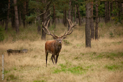 deer in the middle of nature  walking in the woods  in the woods of holland