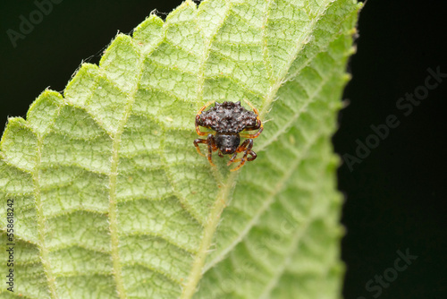 Black varient of Bird dung mimic spider,  Pasilobus kothigarus, Satara, Maharashtra, India photo