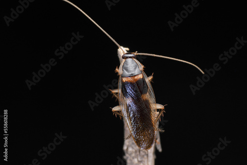 Brown banded cockroach,  Supella longipalpa, Satara,Maharashtra, India photo